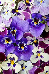 美丽的花朵桌面墙纸翠菊草地园艺花园花瓣植物蓝色植物群图片