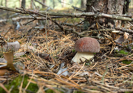 蘑菇树年轻的在森林里乱摸 波兰食物棕色生长绿色荒野宏观季节森林背景