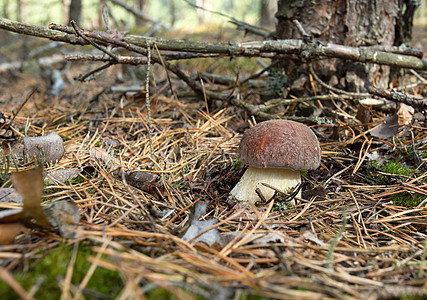 年轻的在森林里乱摸 波兰食物棕色生长绿色荒野宏观季节森林图片