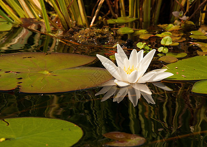 白水百合 横向风景季节漂浮反射植物学水生植物场景百合睡莲荷花池塘图片