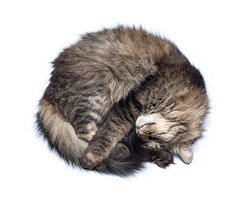 白色背景的睡猫孤立于白幕毛皮宠物小猫头发猫咪休息条纹动物灰色图片