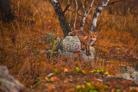 红狐国家农村野生动物食肉公园橙子哺乳动物动物犬类荒野图片
