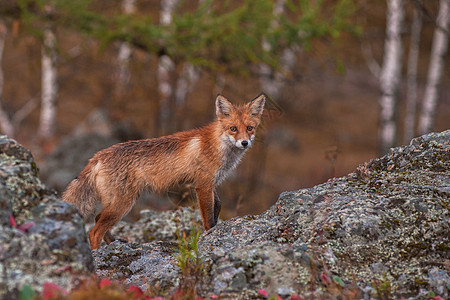 红狐林地捕食者荒野女性猎人哺乳动物国家毛皮橙子公园图片
