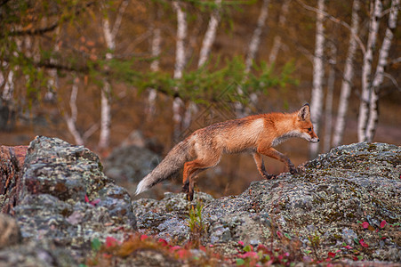 红狐哺乳动物公园林地毛皮森林野生动物荒野脊椎动物犬类女性图片