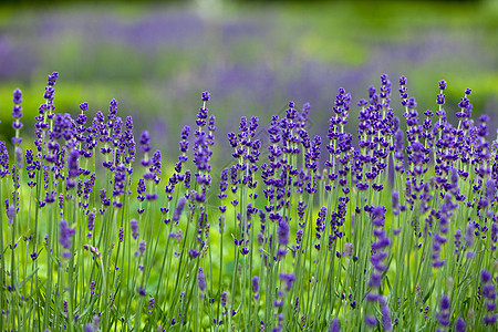 在卢瓦尔山谷的城堡里 有许多园圃 有茂盛的熏衣草草本植物药品植物薰衣草芳香衬套香水场地恶棍紫色图片