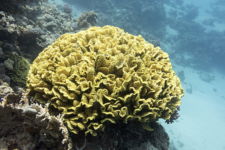 与黄色珊瑚的珊瑚礁在热带海海洋生物荒野浮潜野生动物海上生活蓝色海床潜水员潜水海景图片