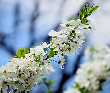 梅花宏观园艺李子蓝色季节白色美丽植物群叶子植物图片