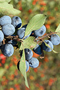 蓝色浮标枝条食物植物灌木水果绿色营养叶子浆果衬套图片