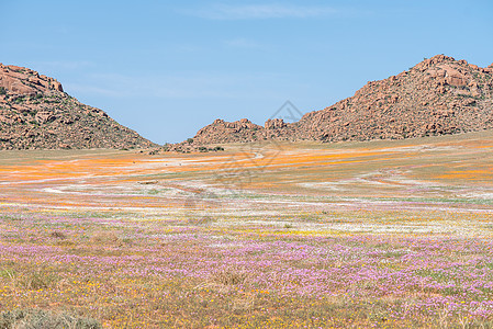 Goegap自然保护区花地毯中的奥里克斯晴天羚羊跳羚橙子动物哺乳动物阳光动物群野生动物剑羚图片