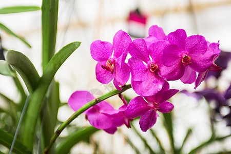 兰花墙纸热带花园植物群叶子花瓣庆典紫色花束艺术背景图片