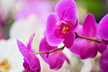 兰花植物群墙纸花束花园热带艺术植物紫色植物学叶子图片