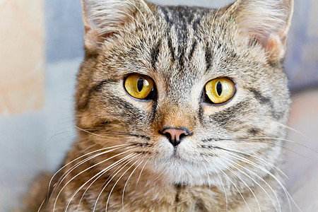黄色眼睛的猫肖像条纹哺乳动物灰色宠物胡须动物鬓角胡子背景图片
