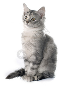 小猫工作室虎斑动物灰色猫科宠物图片
