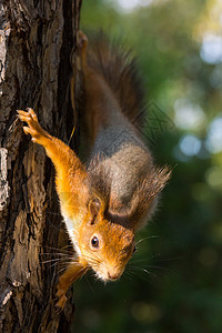松松鼠坚果叶子森林天空公园动物图片
