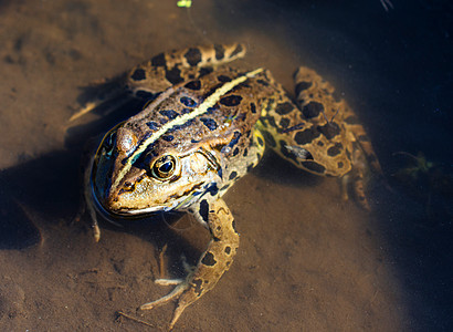 靠近青蛙水龙头绿色蛙科摄影身体宏观眼睛黑色动物沼泽背景图片