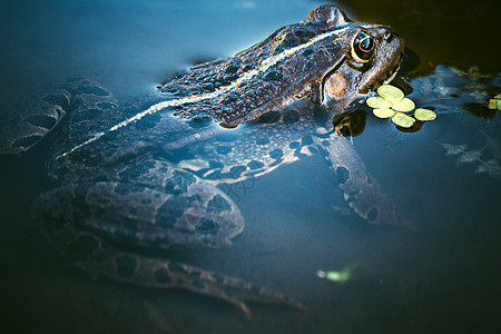 青蛙头水龙头黑色蛙科绿色沼泽身体爬虫眼睛宏观摄影图片