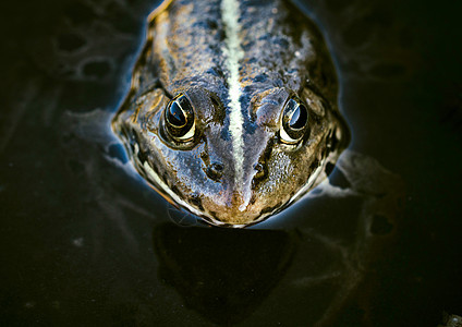 青蛙头绿色眼睛身体宏观水龙头爬虫蛙科黑色沼泽摄影背景图片