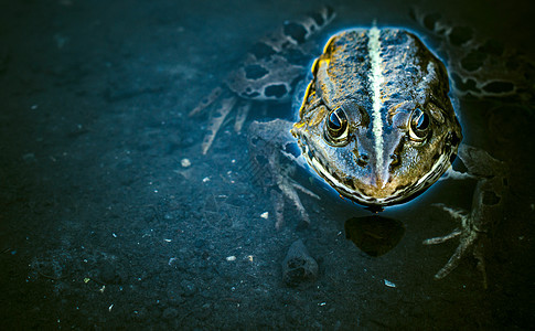 水中的青蛙绿色黑色空白动物沼泽爬虫蛙科眼睛摄影水龙头背景图片