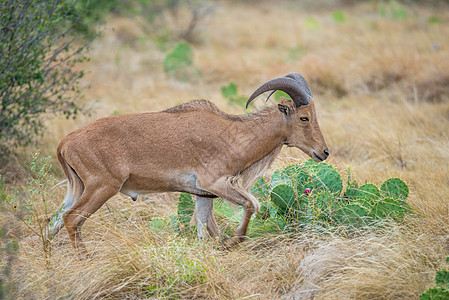 巴巴里·埃韦(Barbary Ewe)图片