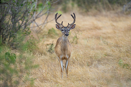 白尾鹿巴克男性牧场哺乳动物天鹅绒野生动物鹿角玉米白色荒野尾巴图片