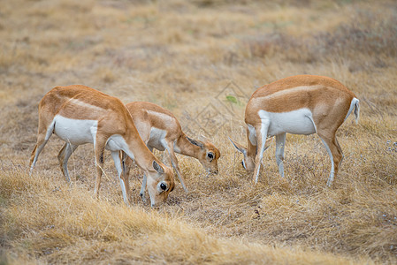 Blackbuck 蚂蚁群图片