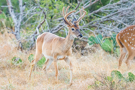 白尾鹿哺乳动物荒野白色天鹅绒森林男性玉米牧场鹿角尾巴图片