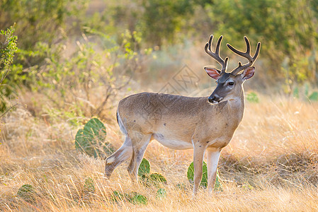 白脚鹿荒野森林鹿角牧场尾巴玉米男性天鹅绒哺乳动物白色背景图片