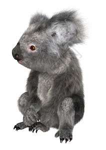 科阿拉濒危野生动物荒野动物考拉白色灰色毛皮哺乳动物图片