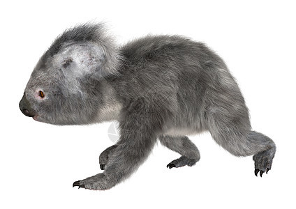 科阿拉荒野动物濒危考拉毛皮灰色哺乳动物白色野生动物图片