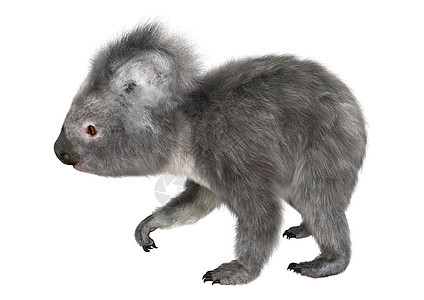 科阿拉濒危野生动物动物灰色考拉白色荒野哺乳动物毛皮图片
