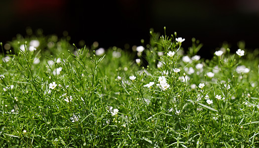 甜心总和香雪球叶子公园花朵花瓣花园植物学植物群环境季节图片