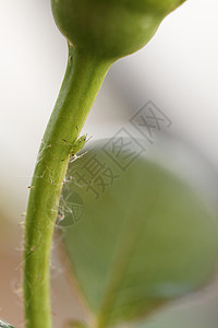 绿虫花瓣植物虱子叶子林业半翅目寄生虫昆虫树叶花园图片