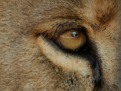 狮子眼野生动物女性鬃毛眼睛国家荒野母狮工作室捕食者食肉图片