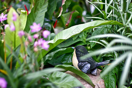 鸟类雕像羽毛眼睛红色公园纪念碑艺术花园绿色植物白色图片