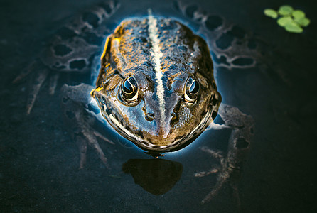 青蛙头爬虫身体宏观蛙科水龙头绿色摄影沼泽动物黑色背景图片