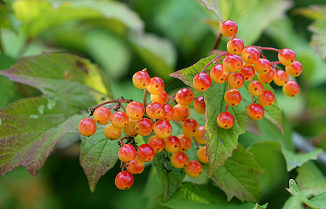 吉德尔罗丝植物英语浆果树篱红色叶子黄色水果图片