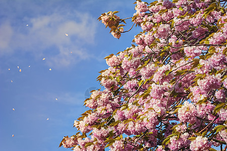 桃花分支机构植物花瓣小枝植被桃树花序植物群花朵枝条背景图片