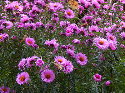 aster 键草地公园季节天空森林菊科植物雏菊花瓣花园图片