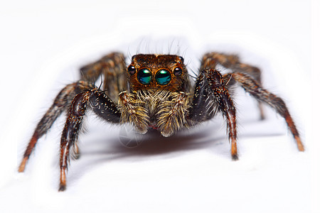 一只跳蜘蛛的缝合叶子昆虫眼睛绿色黑色宏观动物橙子爪子摄影图片