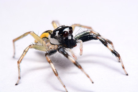一只跳蜘蛛的缝合跳跃绿色宏观摄影眼睛昆虫动物黑色爪子橙子图片