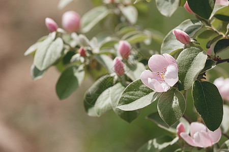 花朵的闪光生长农村阳光花园植物季节园艺花瓣水果太阳图片