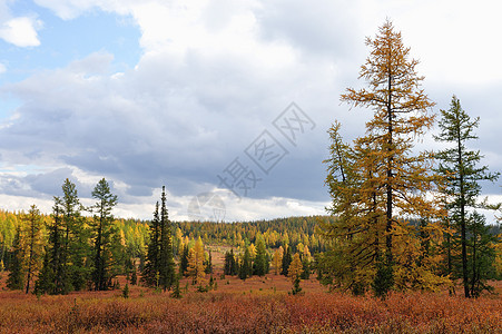 亚极音土地旅行叶子林地风景森林岩石山脉场景天空背景图片