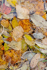 背景 秋叶假天气环境植物群橙子树叶植物风景公园反射阳光图片
