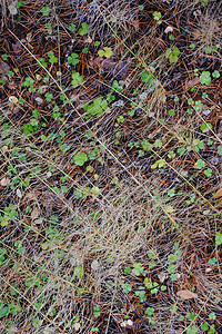 背景 秋天林地植物绿色白色草本医疗叶子宏观场地三叶草环境图片