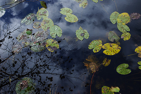 秋天在一个池塘公园植物季节反射白色植物学花园百合植物群绿色图片