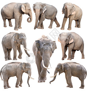 隔离的雌和雄大象图片