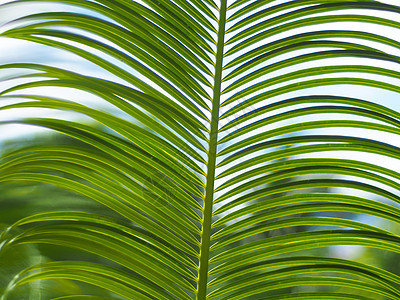 蓝天的棕榈树叶宏观植物学阴影天空花园太阳热带叶子公园森林图片