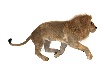 狮子雄狮荒野国王猫科猎人哺乳动物野生动物男性捕食者食肉动物图片