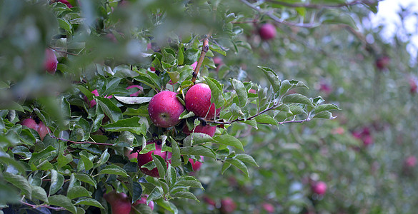 准备在果园收获的奥克托伯苹果水果苹果树控制梯子农民农场生长农业健康饮食食物审查图片