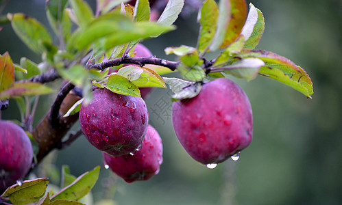 准备在果园收获的奥克托伯苹果水果季节农业背景雨滴食物梯子叶子农家苹果树农场图片